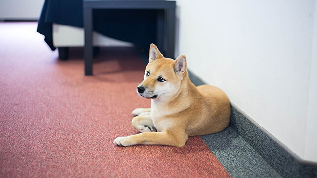 12 more adorable startup pets at the awwfice