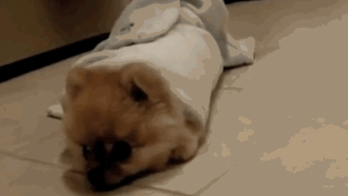 Dogs on demand: Openpuppies gives you cute GIFs when you most need them