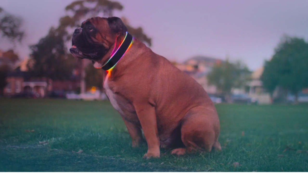 Buddy is a glowing smart collar for your dog