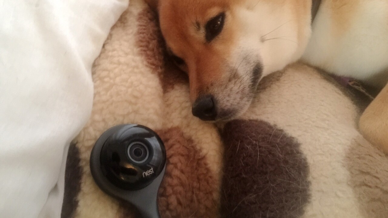 How the Nest Cam helped me care for my shiba inu after surgery