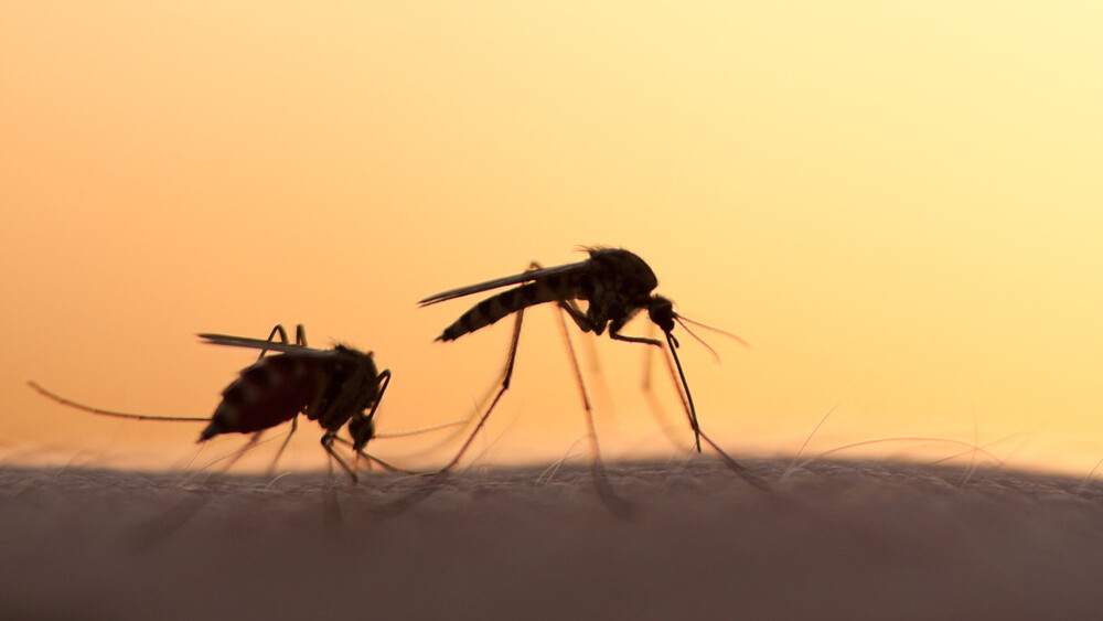 Alphabet/Google isn’t evil but genetically modifying mosquitos might be