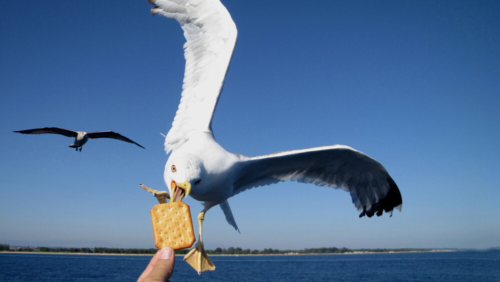 UK councillor wants armed drones to kill seagulls