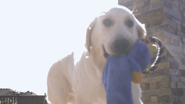 You made it through the day! Here’s a dog in slow motion.