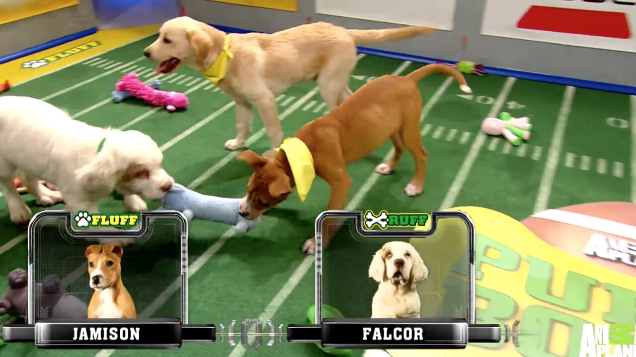 Not a football fan? Catch the Puppy Bowl in 360-degree VR instead