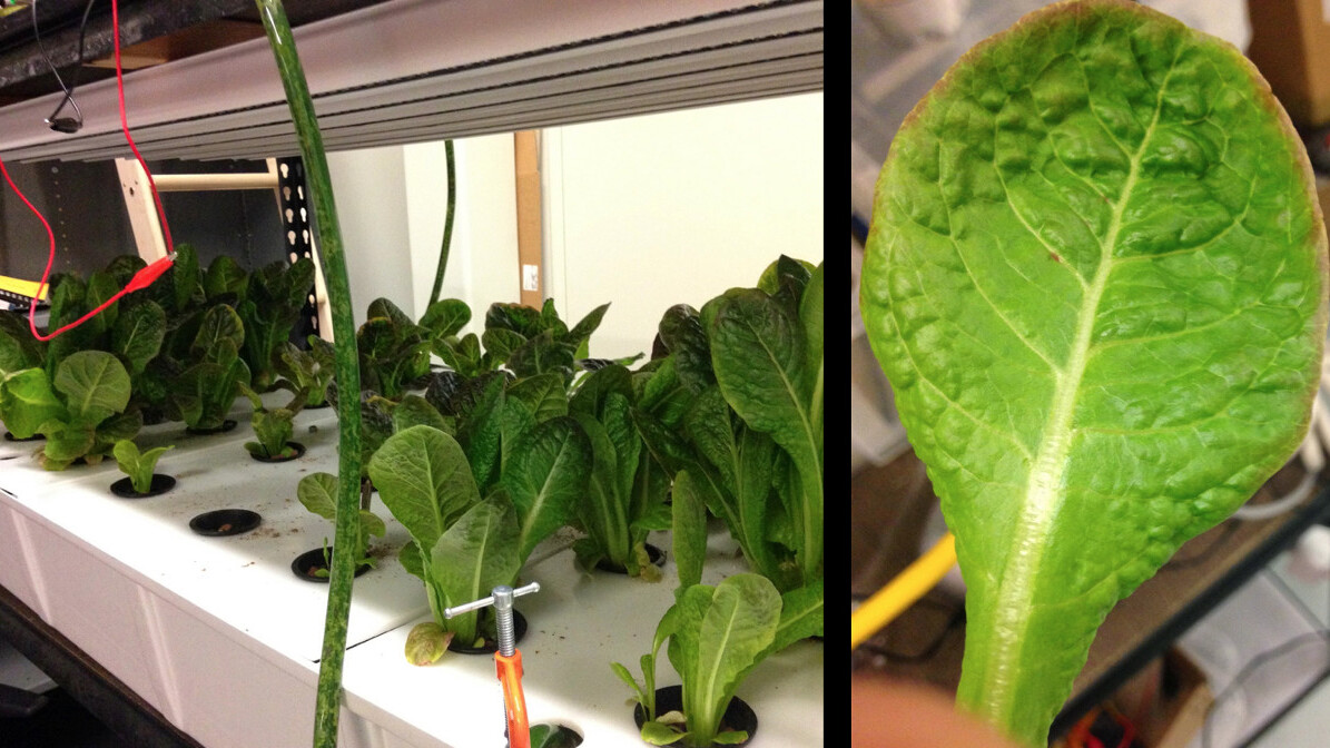 Google quietly got out of the vertical farming business last year. Yep, you heard right.
