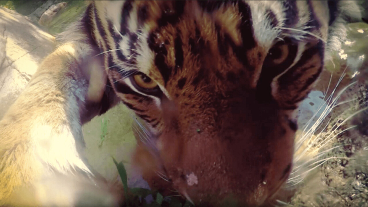 Google Photos’ Zootopia promo is resulting in some awesome animal selfies