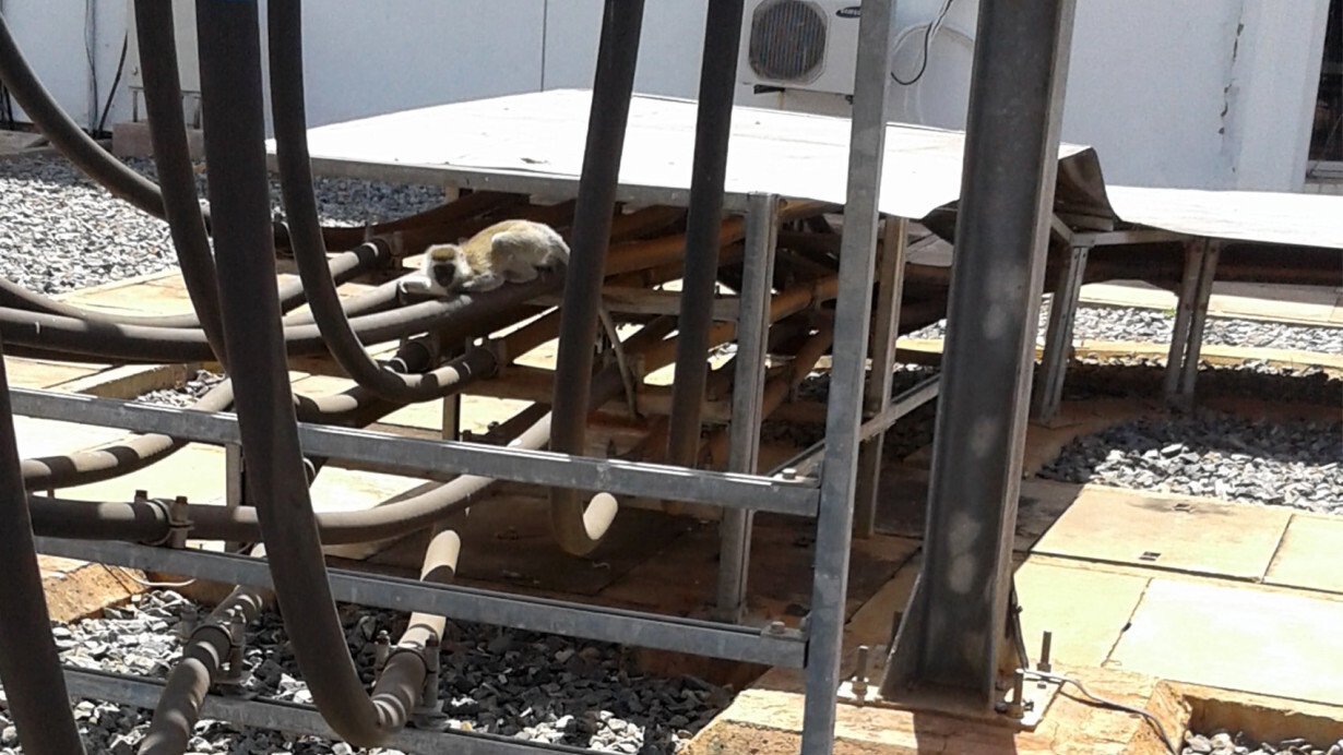 Monkey stumbles into a power plant, sends Kenya on a nationwide blackout