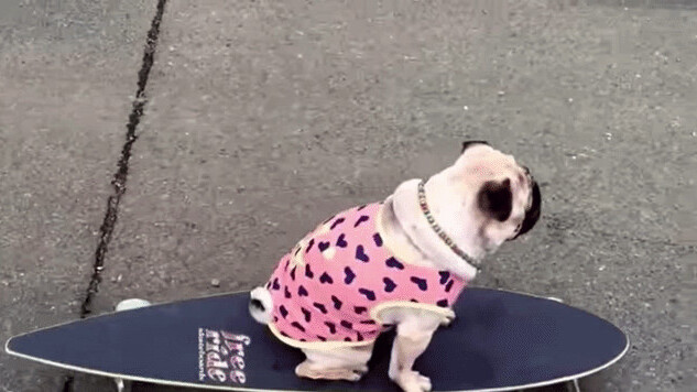 Guy uploads 1,007 videos of his pug riding a skateboard… and nobody cares