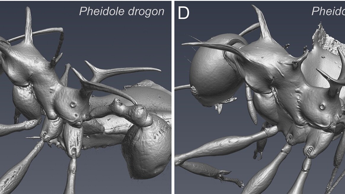 Scary new ant species named after equally terrifying Game of Thrones dragons