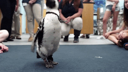 Connecticut middle schoolers 3D printed a boot to help this endangered penguin walk again