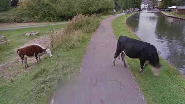 Google takes the issue of bovine privacy very seriously