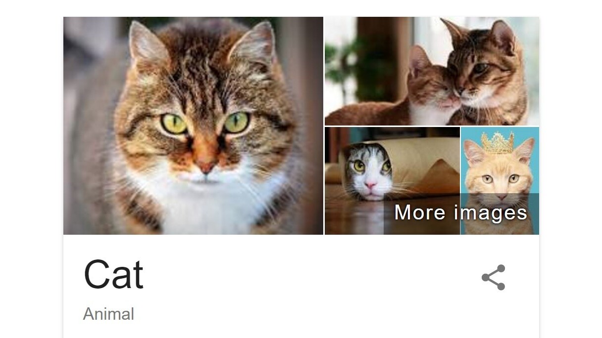 Google’s getting into the cat facts business