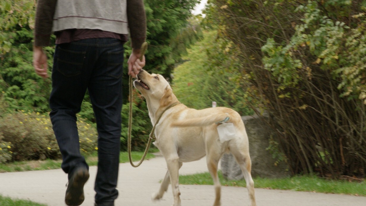 Piqapoo is a kickstarter about dog crap, because why not?