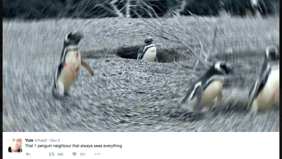 Twitter goes nuts for the penguin love triangle video riddled with passion and infidelity