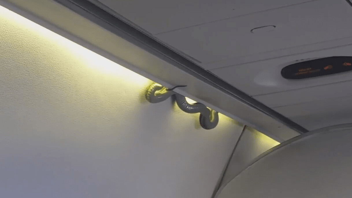 ‘Snake on a Plane’ wreaks havoc as nobody knows how it got on board