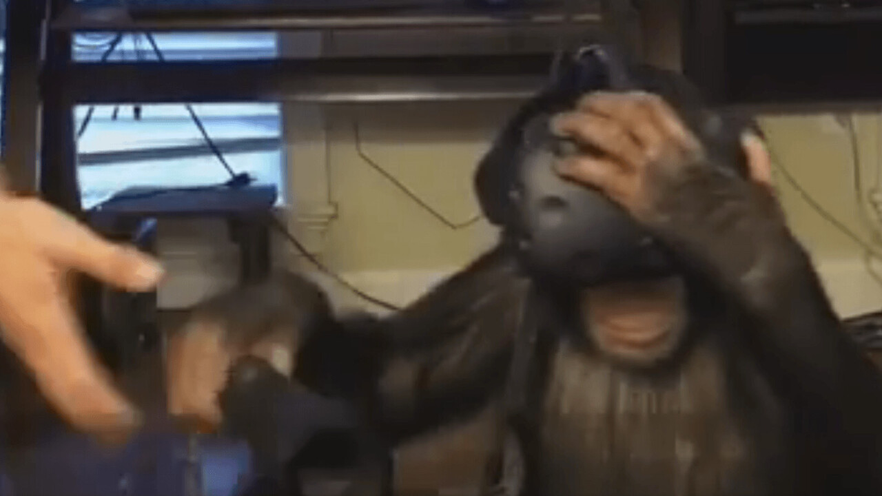 Watch this chimp dabble in the wonders of virtual reality