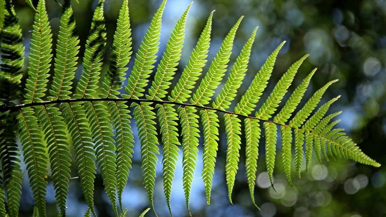 This new plant-inspired tech could be the first step towards self-powered smartphones