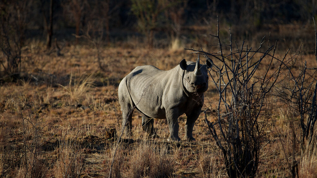 Using AI and drones to combat elephant and rhino poaching