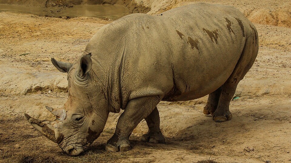 The world’s last male northern white rhino is now on Tinder to help sustain the species