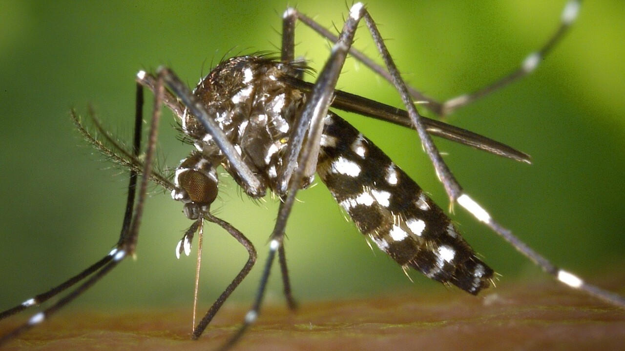 Wearable mosquitos could be the future of diabetes treatment