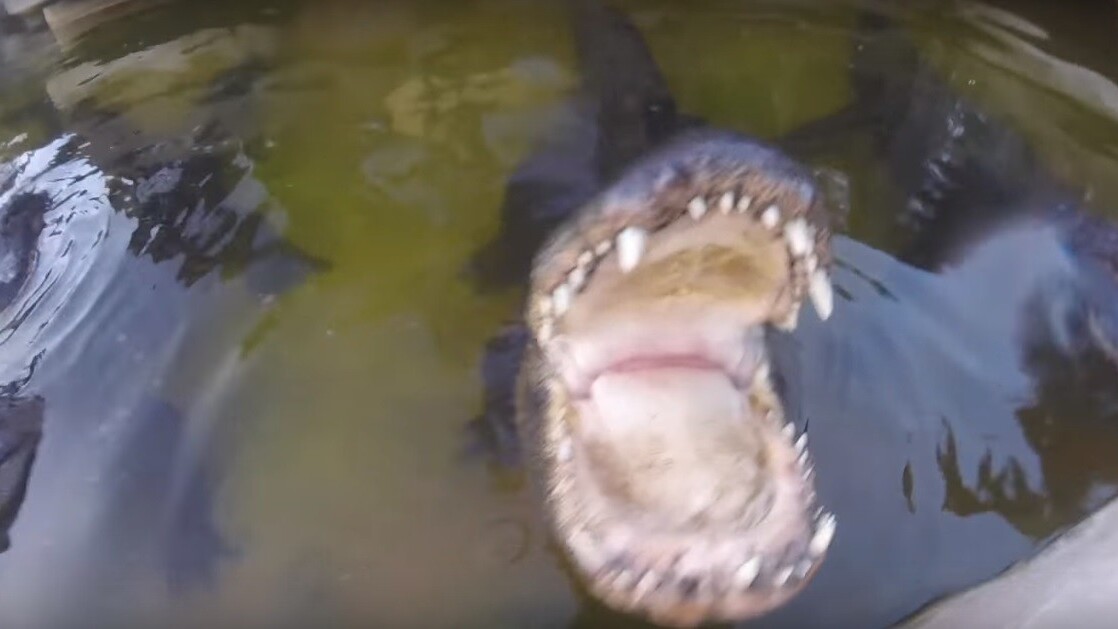 GoPro captures the moment an alligator nearly took a man’s head off