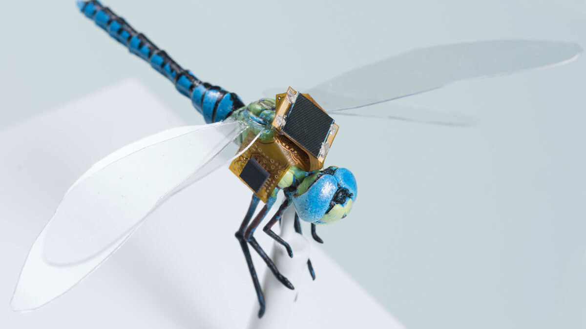 Watch this cyborg dragonfly drone take flight