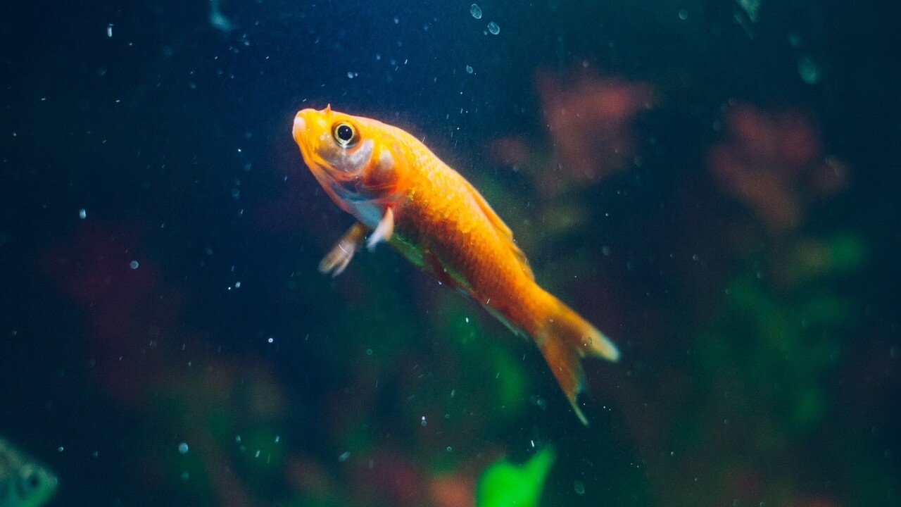 Go phish: A smart fish tank let hackers into a casino