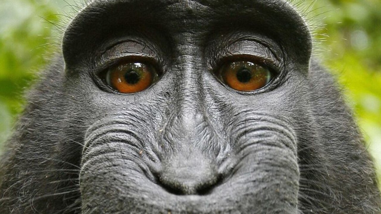 This monkey’s selfie could determine the future of AI copyright