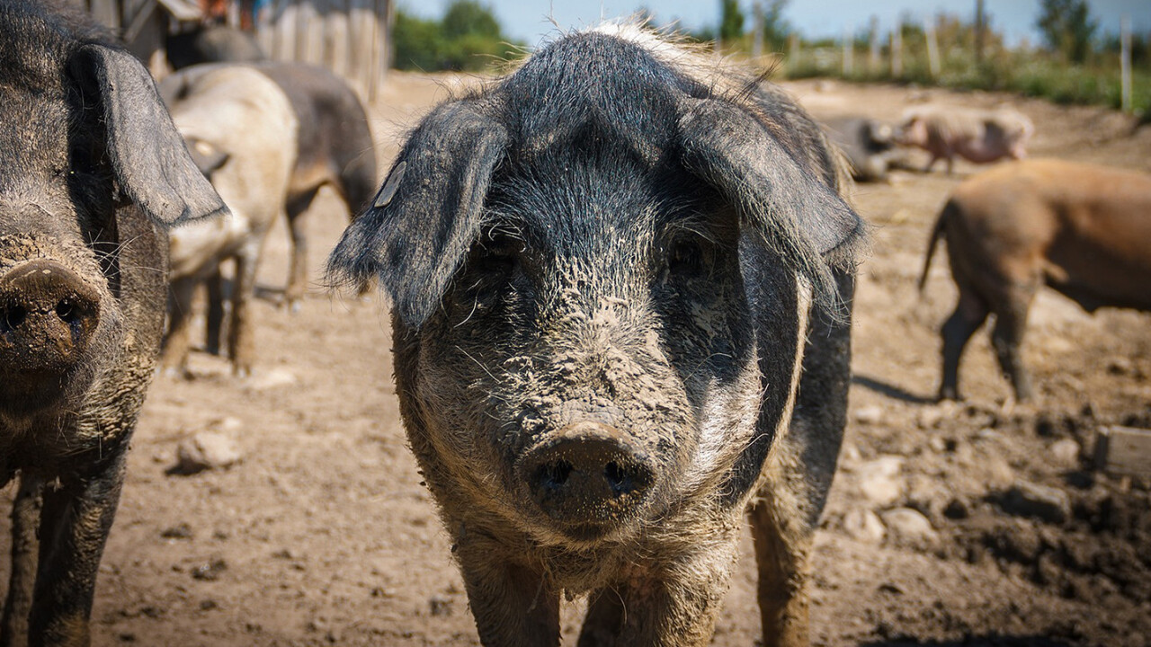 Cloned pigs could soon provide organs for human recipients