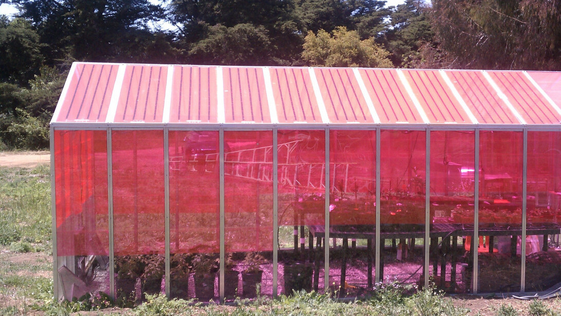 These pink greenhouses generate electricity and improve plant growth