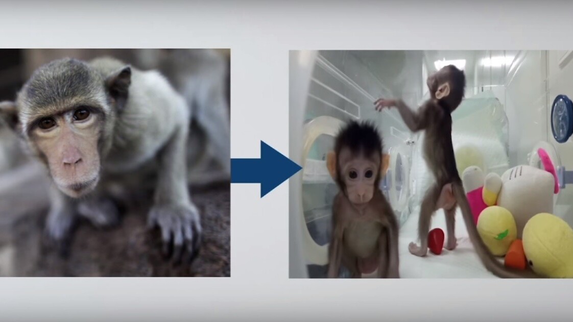 Cloning monkeys might not be a good thing
