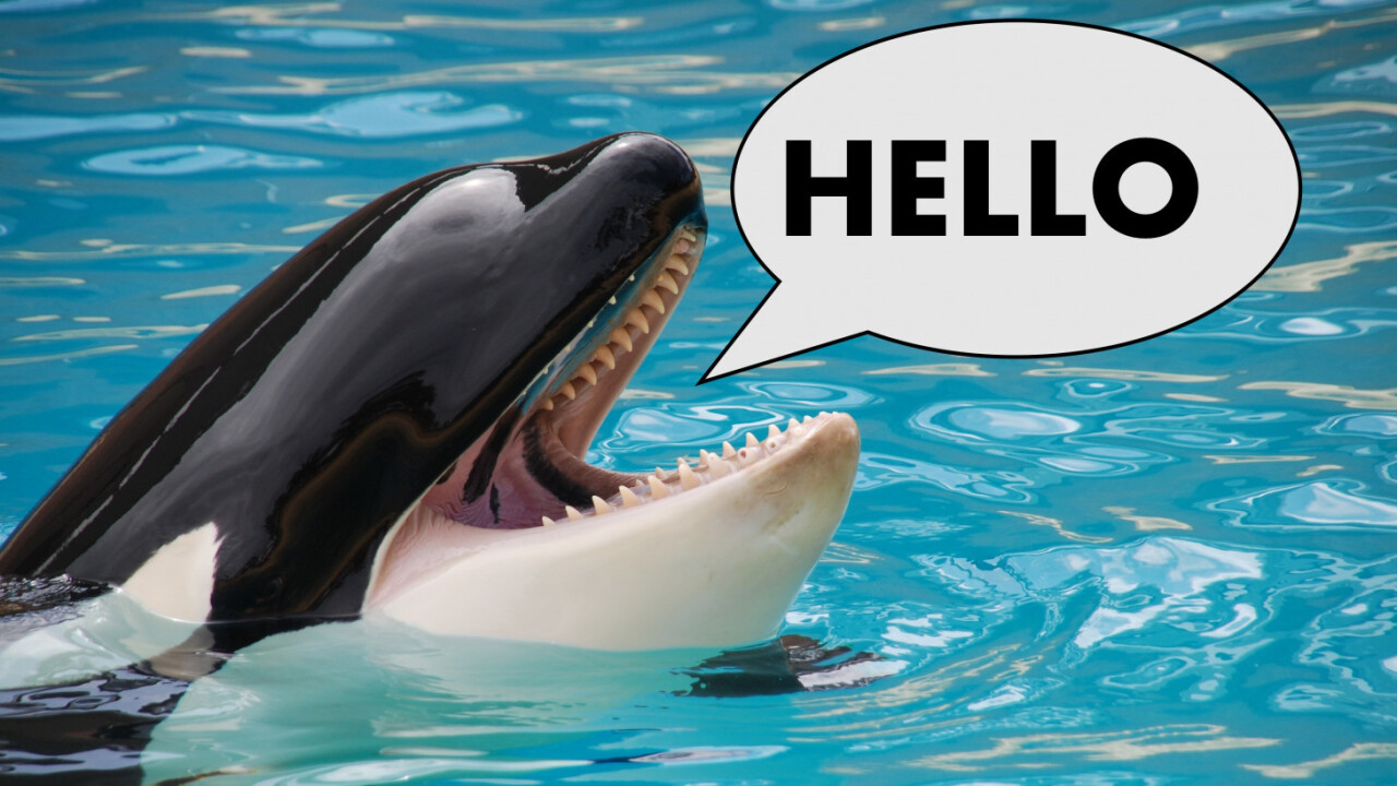 This killer whale trying to say ‘Hello’ in English is the best thing
