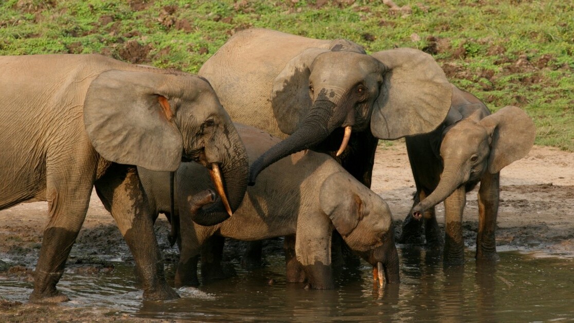 A new anti-poaching project will use GPS to save Gabon’s elephants