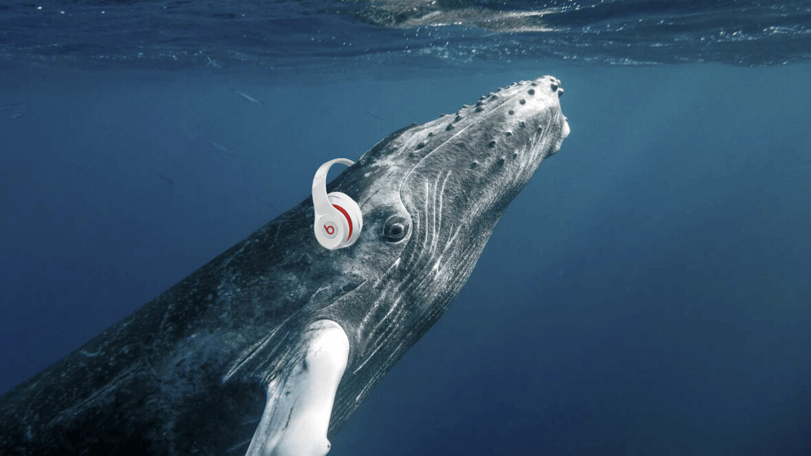 Researchers are livestreaming audio from nearly 4,000 feet below the ocean