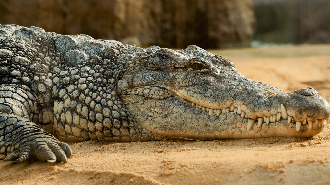 Crocodile snacks on internet-famous terrier after years of torment (Warning: Graphic)