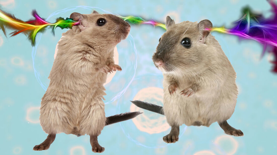 Scientists genetically modified gerbils to hear light through an implant