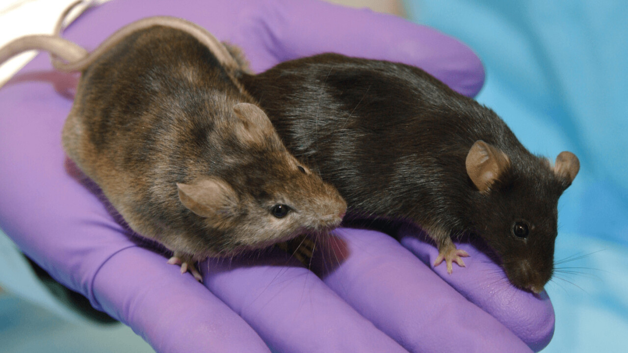 Experimental cancer vaccine combo has 100% success rate in mice