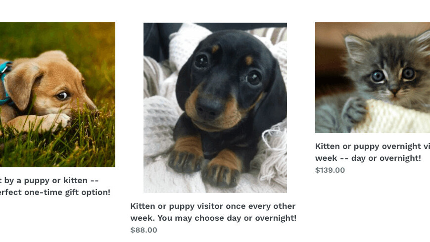 Please don’t rent a kitten from this horrible company