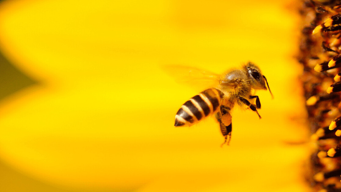 We have to save the bees, here’s how we can do it