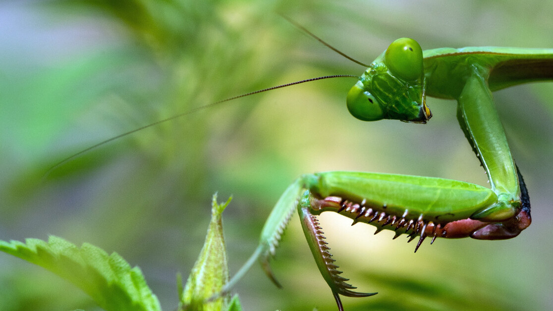 Bug sake! Climate change is killing off insects