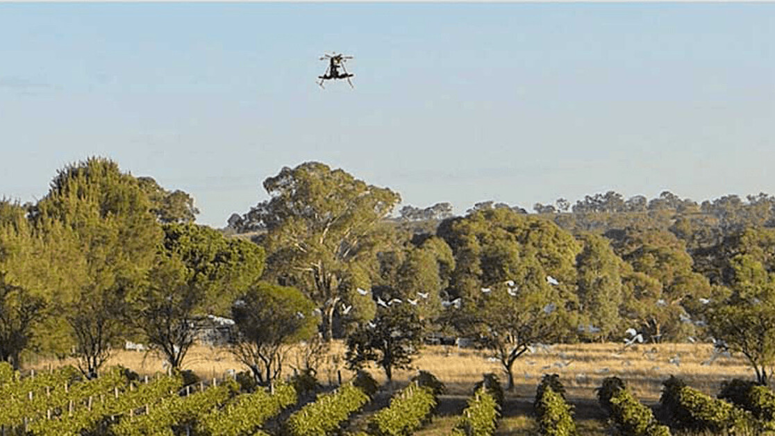 Scarecrow drones keep birds away from crops without causing them harm