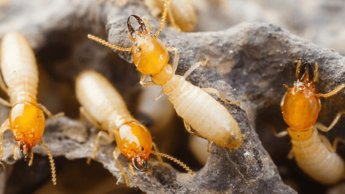 Studying social animals will unlock the potential of swarm robotics