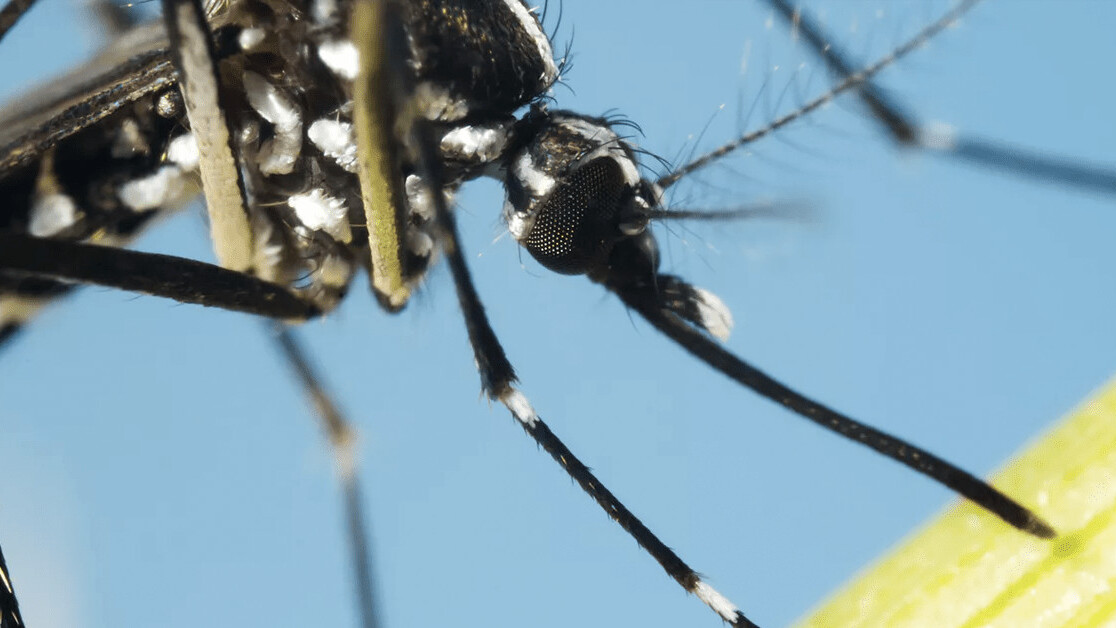 Malaria won’t be solved by feeding mosquitos sugar, researchers conclude