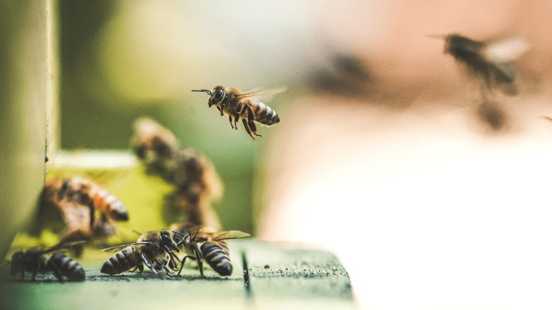 New syllabuzz: scientists taught bees to understand numbers