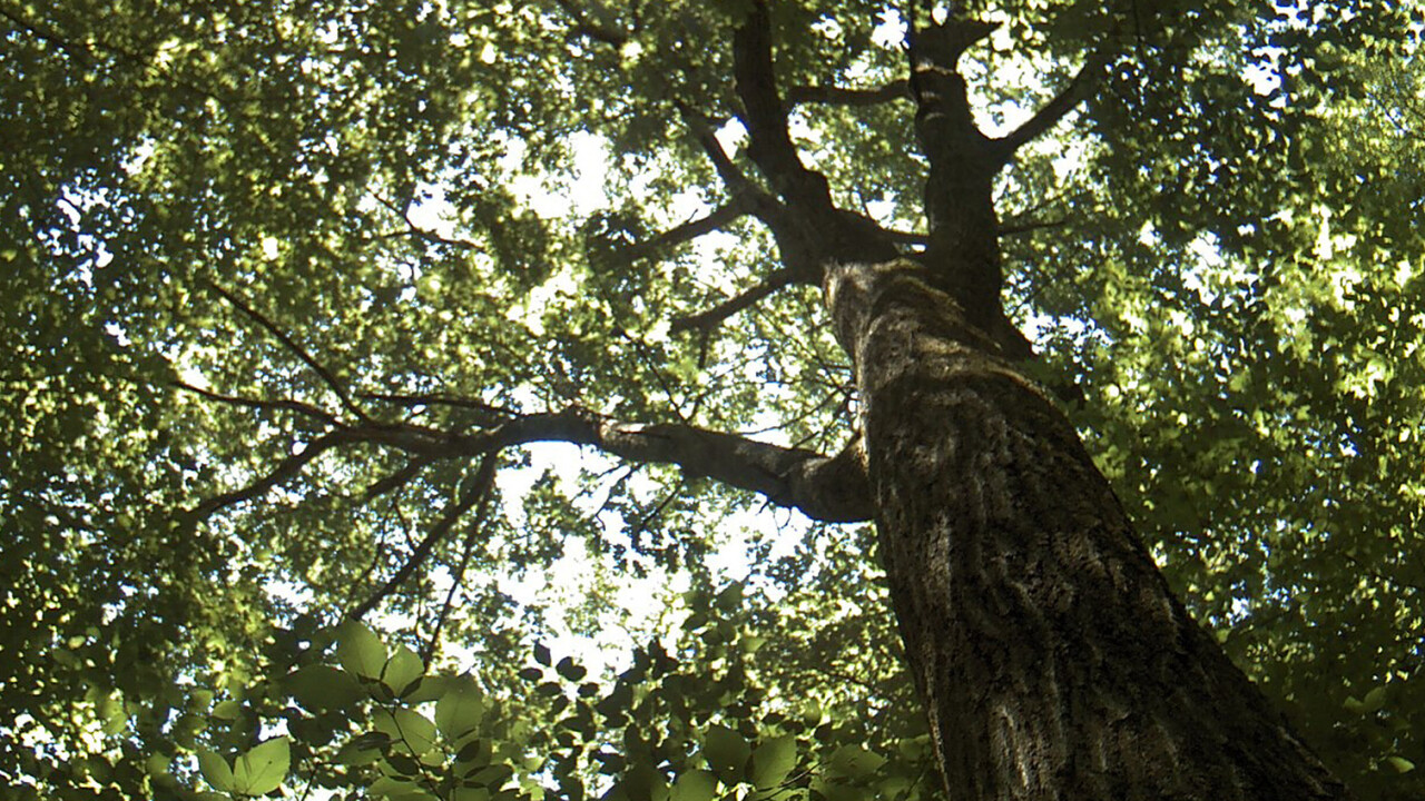 This century-old oak tree is live-tweeting climate change