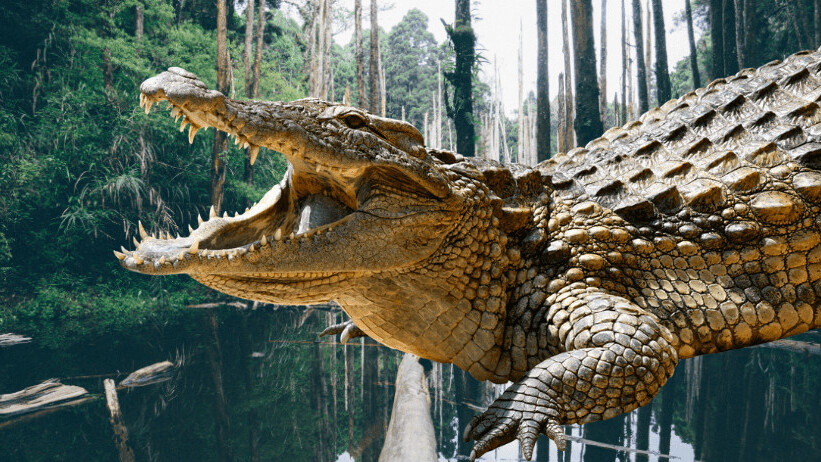 Climate change created today’s HUGE crocodiles