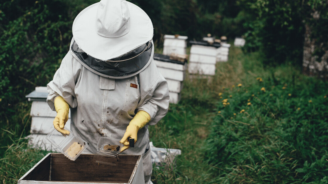 Honey bees are dying — but man-made hives could save them