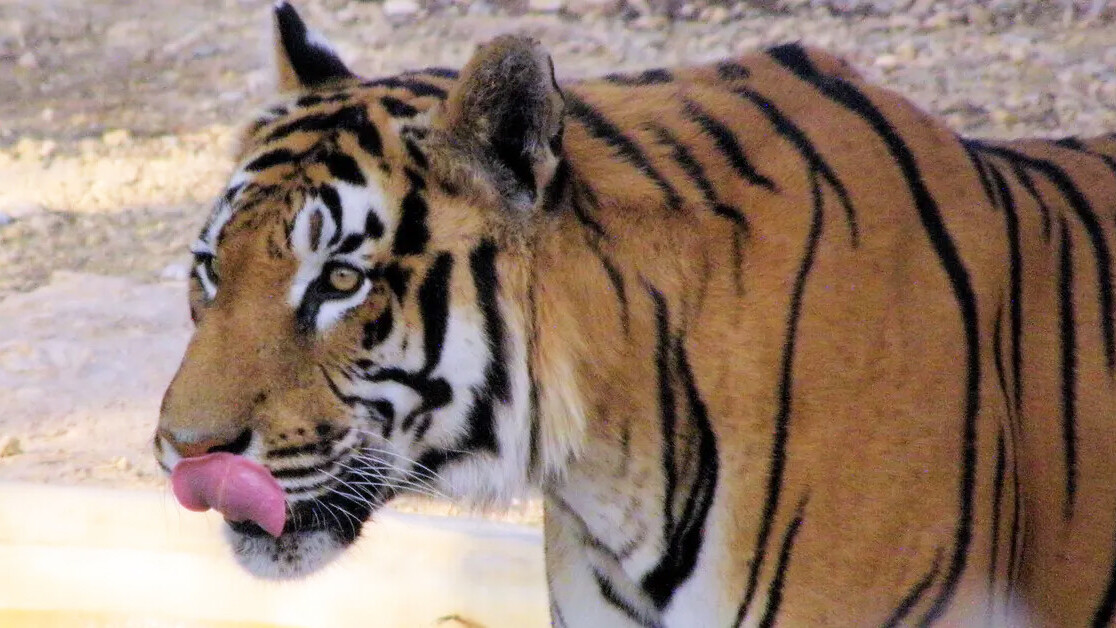 Climate change is currently triggering the sixth mass extinction