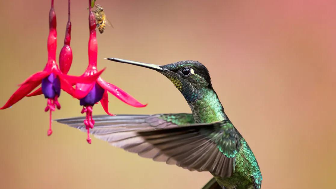 How birds drop ‘unnecessary’ genes can help us understand evolution