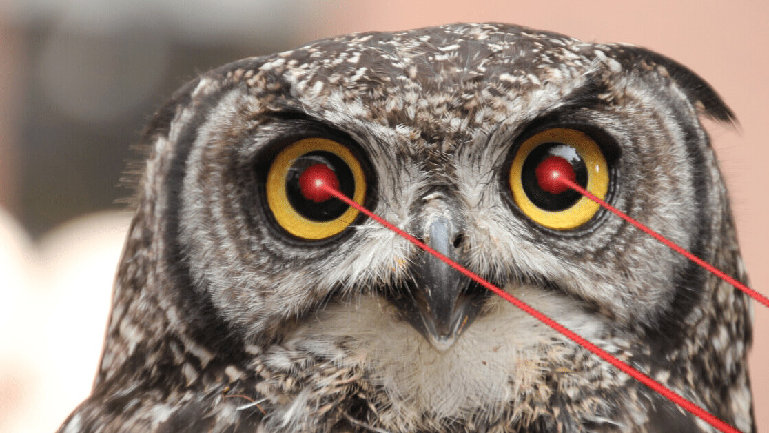 Barn owls reflect moonlight in order to stun their prey